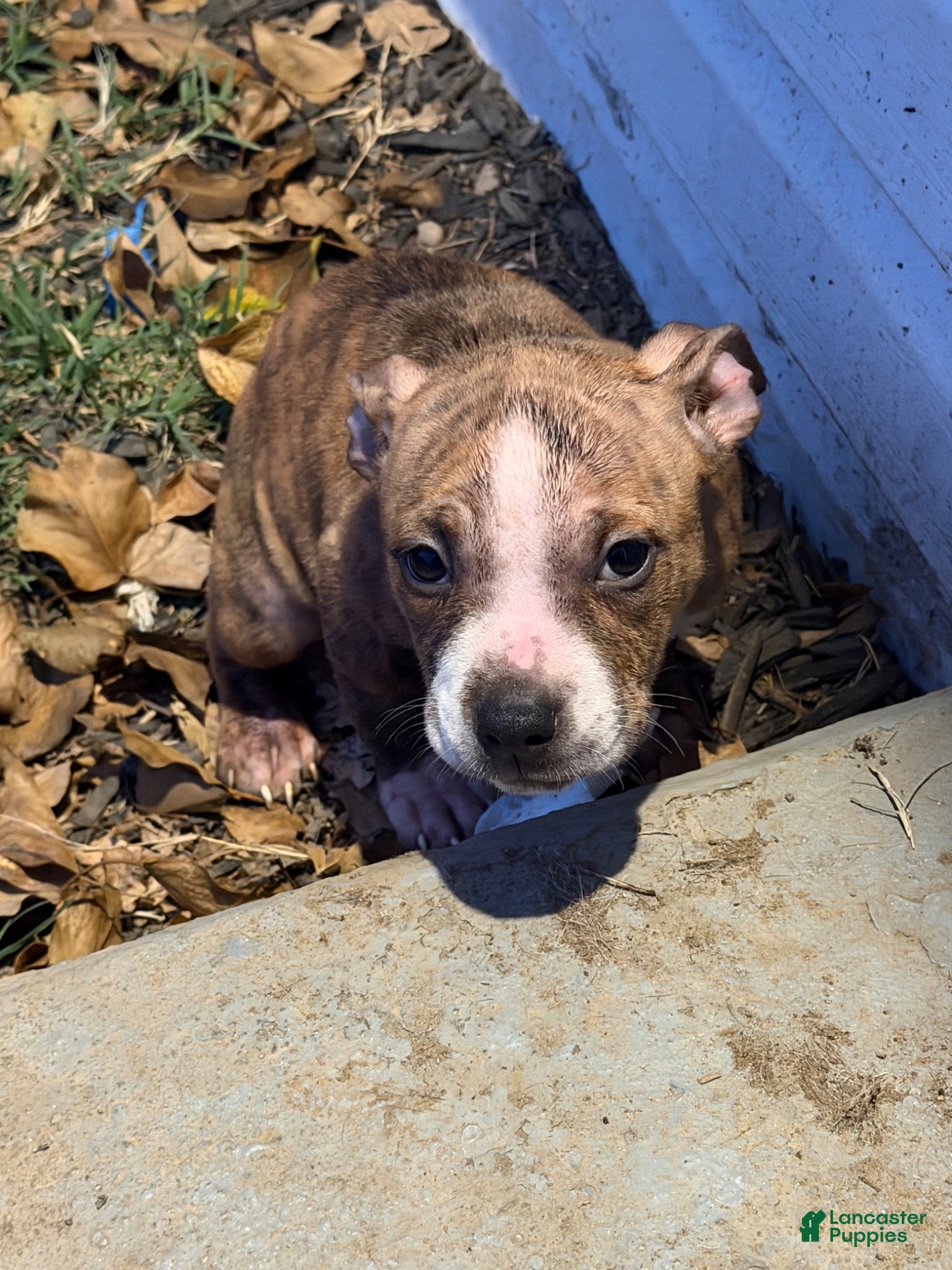 American Bully dogs for sale: Vixen - Ad 2