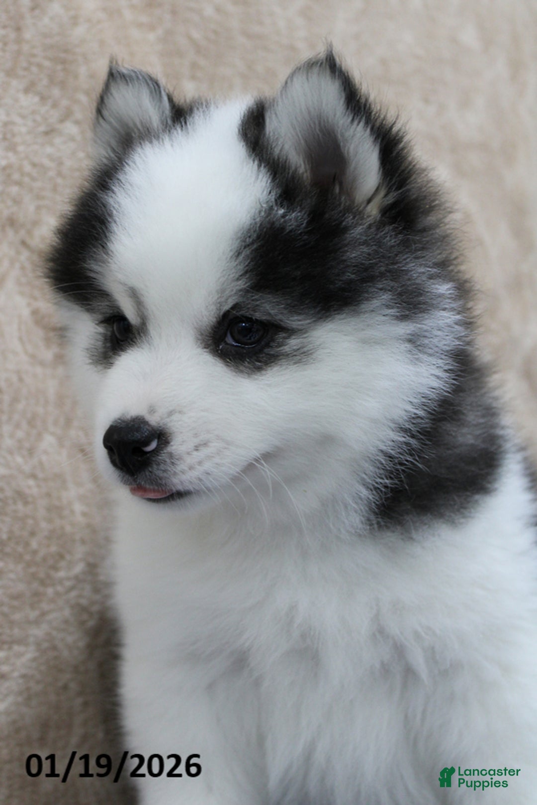 Pomsky dogs for sale: Chase - Ad 5