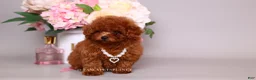 Toy Poodle dogs for sale: HÉLÈNE TINY RED TEACUP TOY POODLE GIRL - Ad 3
