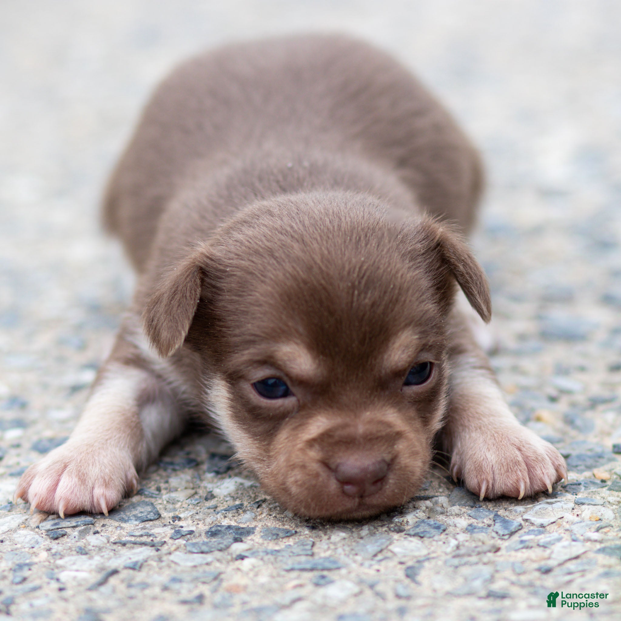 Chihuahua dogs Dottie Chihuahua Puppy  - Ad 2