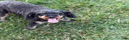 Toy Poodle dogs for sale: Captain - Ad 13