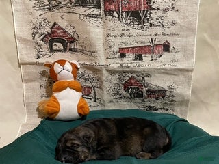 German Shepherd dogs Cody - Ad 7