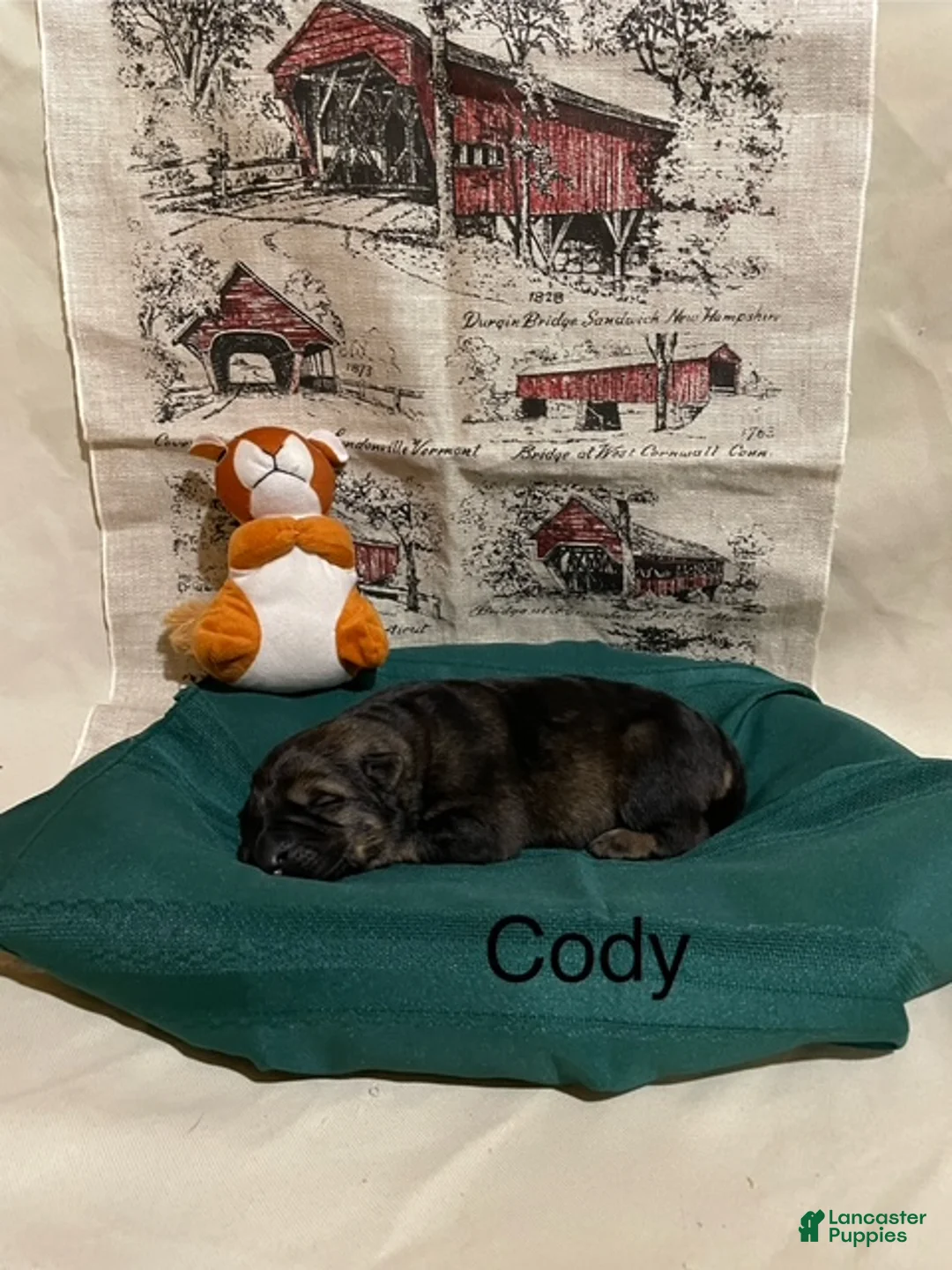 German Shepherd dogs for sale: Cody - Ad 14