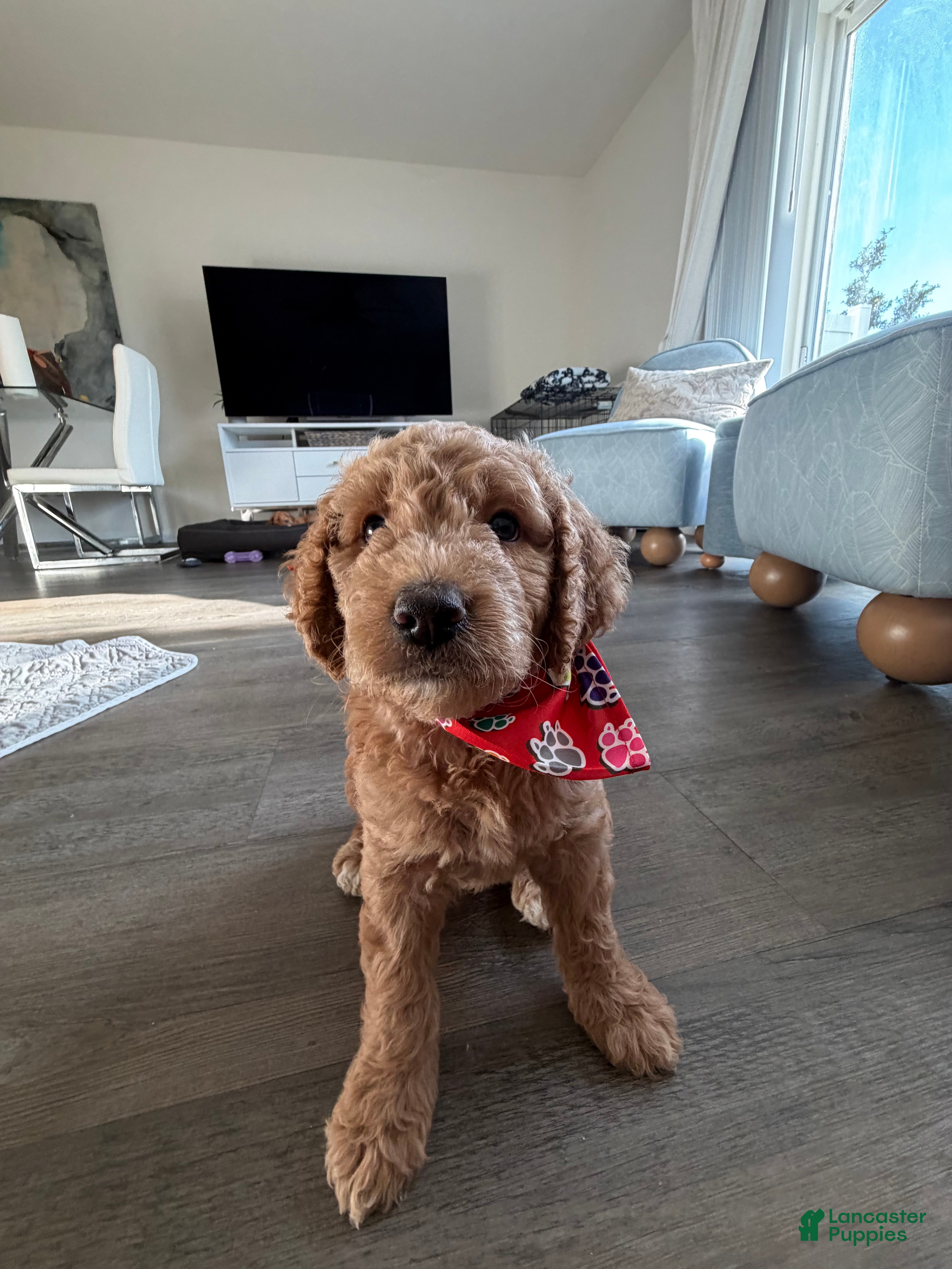 Goldendoodle dogs Winston - Ad 21