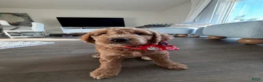 Winston