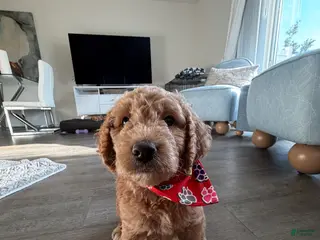 Goldendoodle dogs Winston - Ad 21