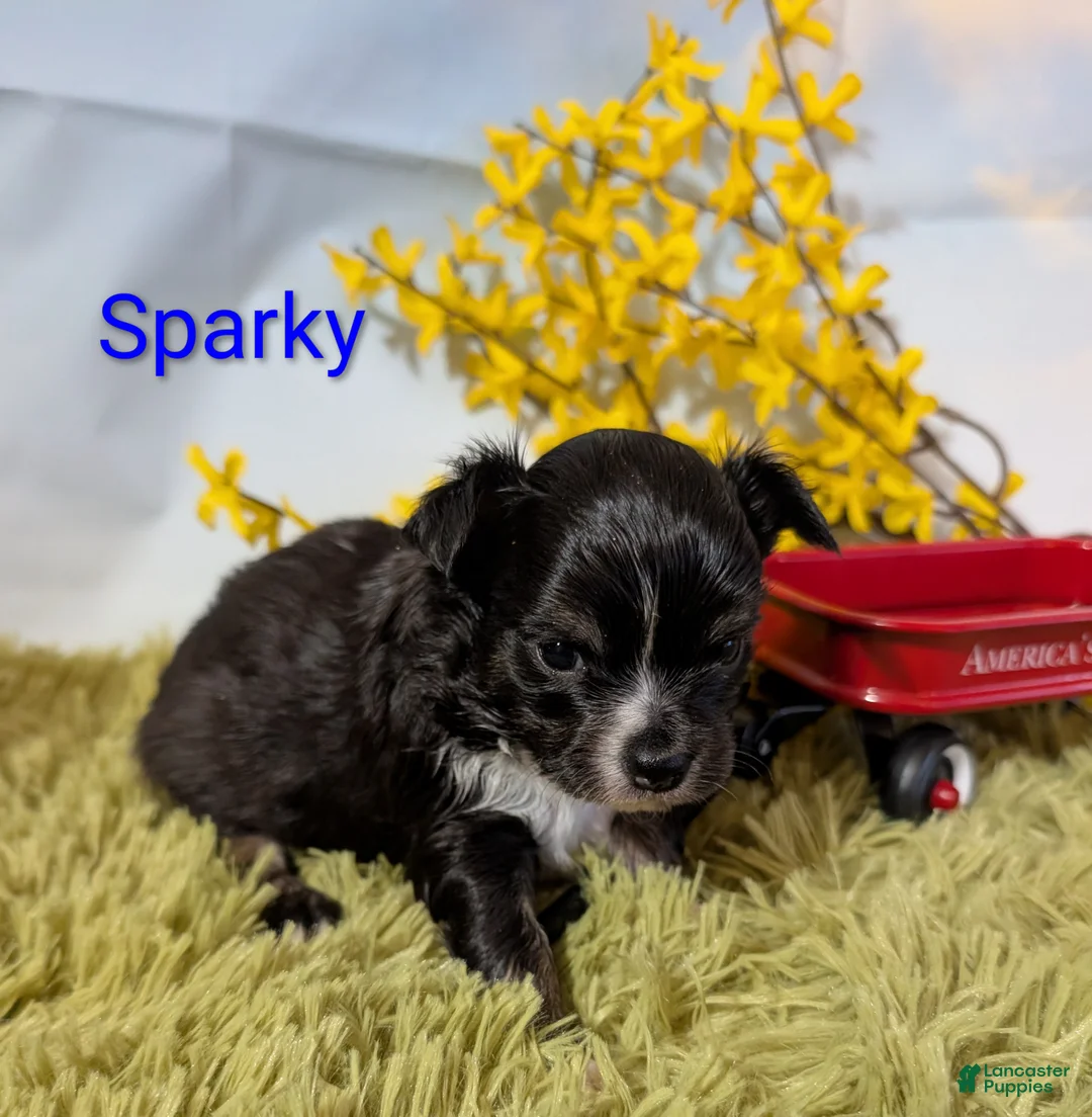 Chihuahua dogs for sale: Chihuahua Puppy 1 - Ad 7