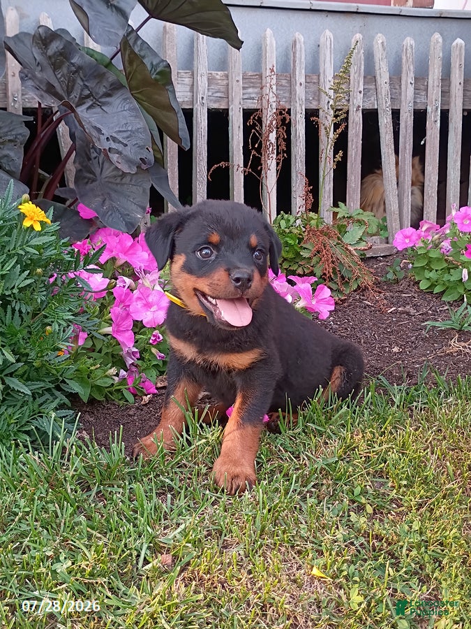 Rottweiler dogs Debby - Ad 2