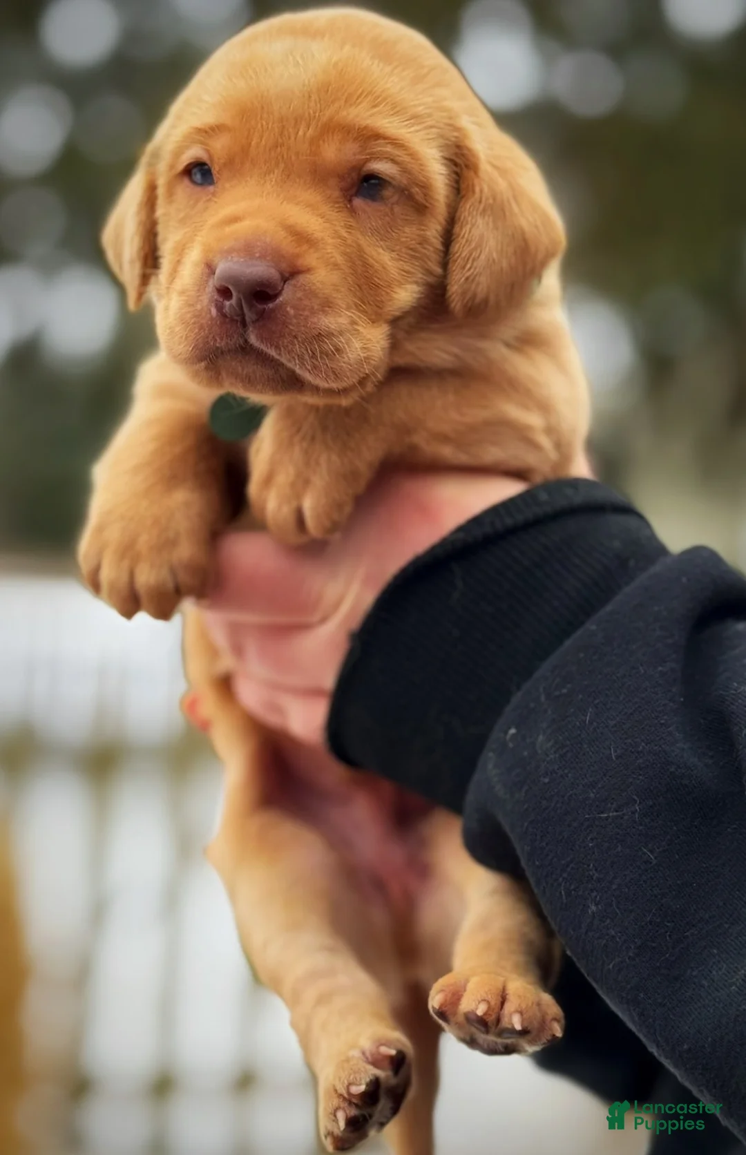 Lakeland Terrier dogs for sale: Labrador retriever - Ad 17