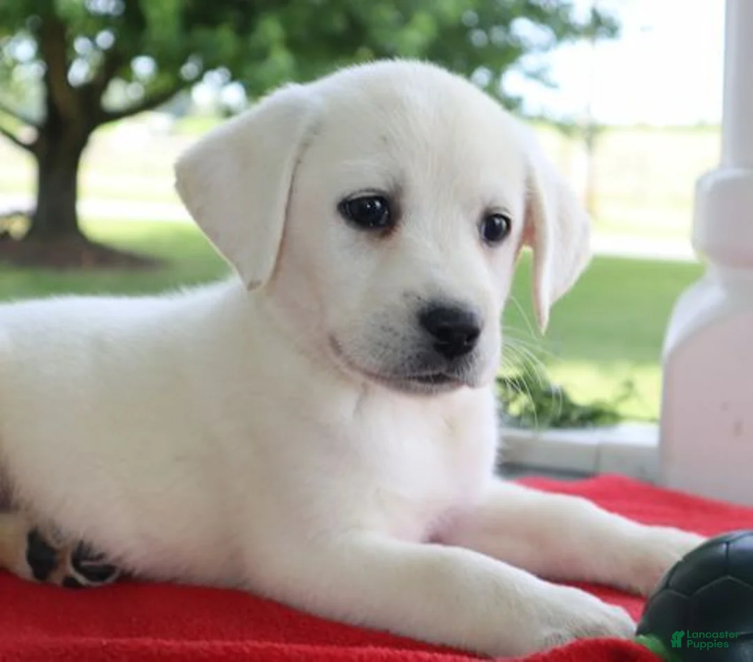 Labrador Retriever dogs for sale: Misty - Champ lines - Ad 1