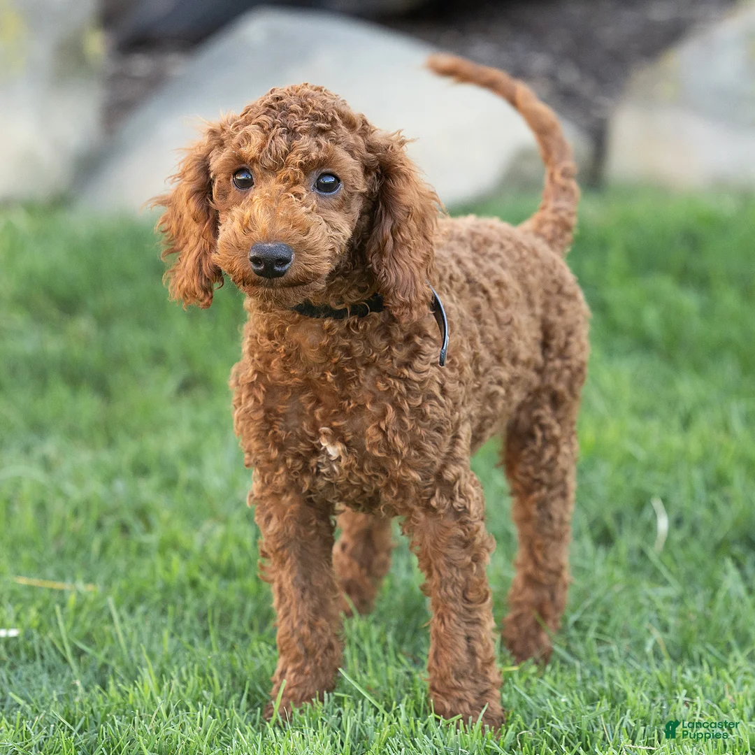 Toy Poodle dogs for sale: George Toy Poodle  - Ad 2