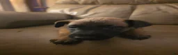 Belgian Malinois dogs for sale: Belgian Malinois 3 (pink) - Ad 2