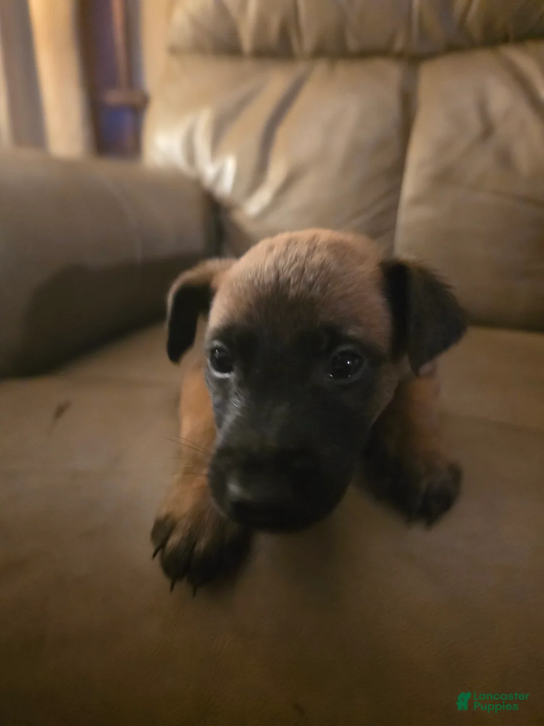 Belgian Malinois dogs for sale: Belgian Malinois 3 (pink) - Ad 2