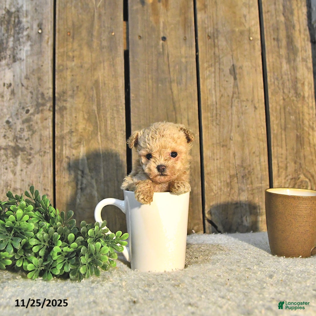 Toy Poodle dogs for sale: Liam EXTRA SMALL - Ad 5