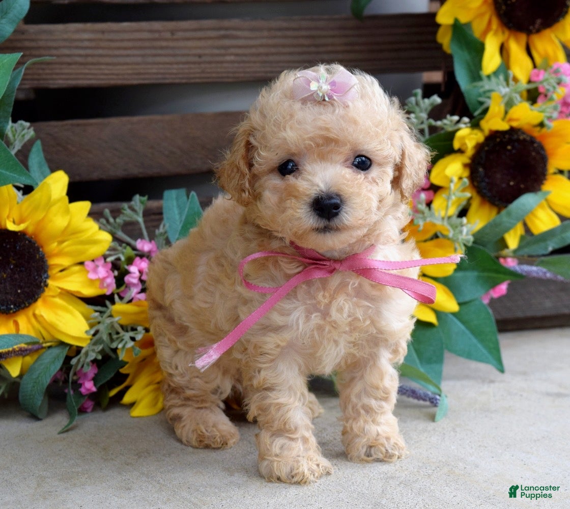 Mixed Breed dogs Penny - Ad 2