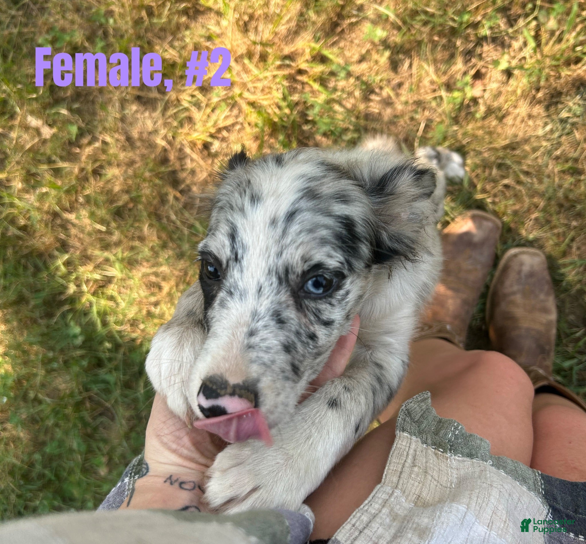 Australian Shepherd dogs Australian Shepherd 2 - Ad 2