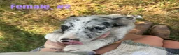 Australian Shepherd dogs for sale: Australian Shepherd 2 - Ad 1