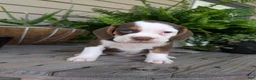 Beabull dogs for sale: Max - Ad 17