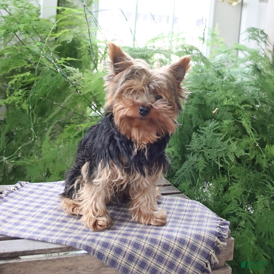 Yorkshire Terrier dogs Mogli - Ad 2