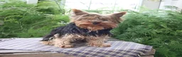Yorkshire Terrier dogs for sale: Mogli - Ad 2