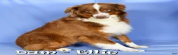 Miniature Australian Shepherd dogs for sale: Lilly - Ad 6