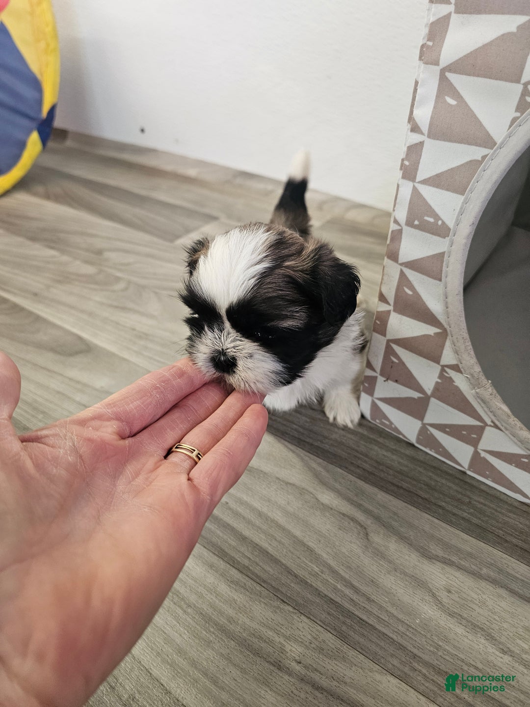 Shih Tzu dogs for sale: Gordon Ckc - Ad 12