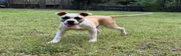 American Bulldog dogs for sale: Penny - Ad 5