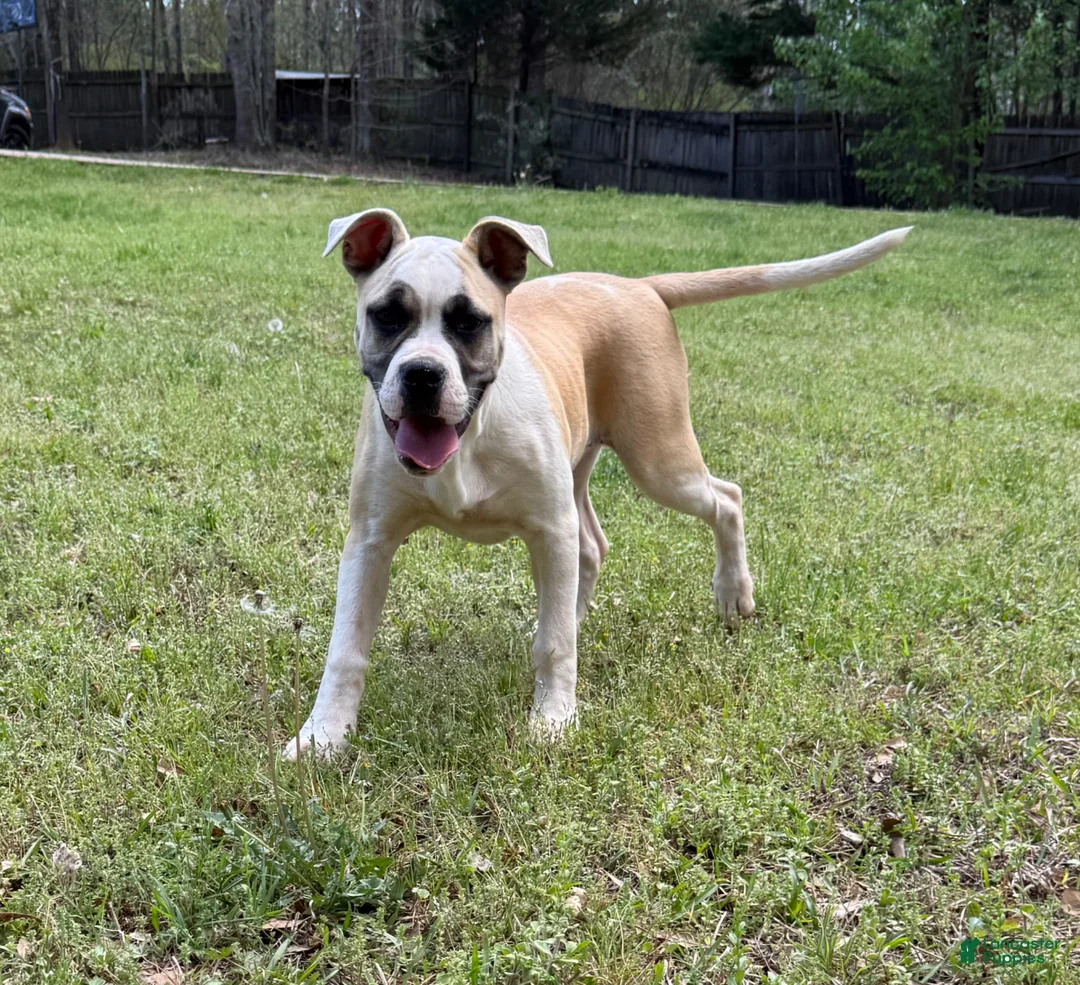 American Bulldog dogs for sale: Penny - Ad 5