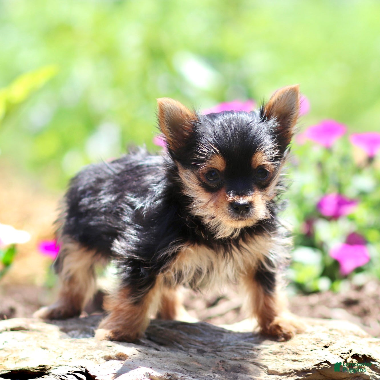 Yorkshire Terrier dogs Arlo - Ad 2