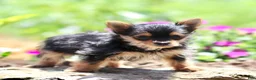 Yorkshire Terrier dogs for sale: Arlo - Ad 2