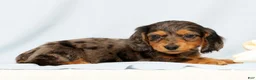 Miniature Dachshund dogs for sale: Oscar - Ad 3