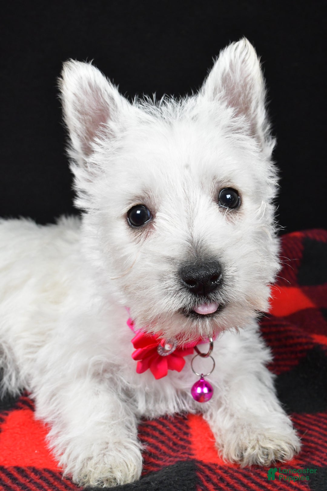 West Highland Terrier dogs for sale: Eva - Ad 11