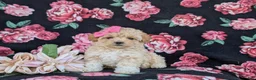 Maltipoo dogs for sale: Tiara 9 lbs Full Grown - Ad 4