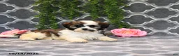 Mixed Breed dogs for sale: Daisy - Ad 5
