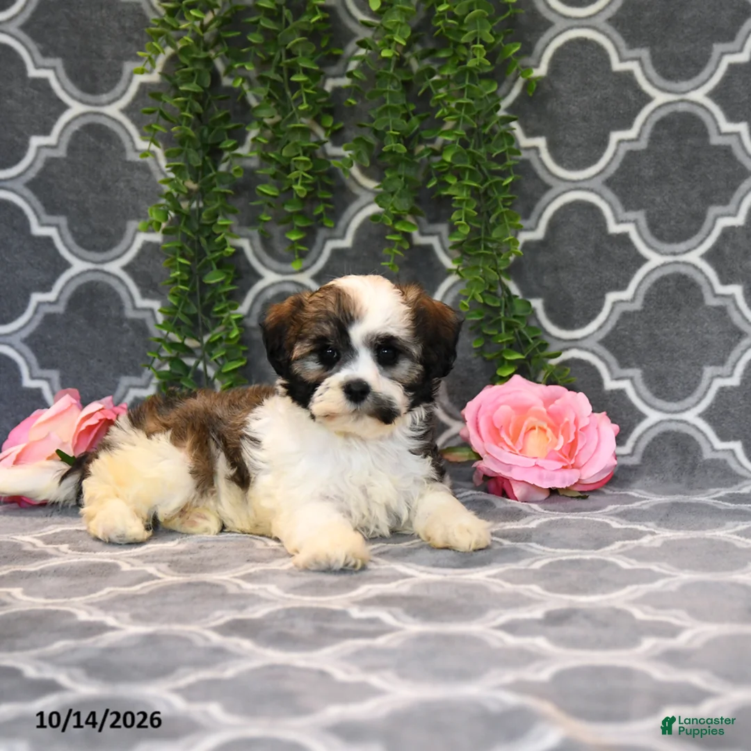 Mixed Breed dogs for sale: Daisy - Ad 5
