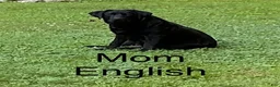 Labrador Retriever dogs for sale: Labrador Retriever 4 - Ad 2