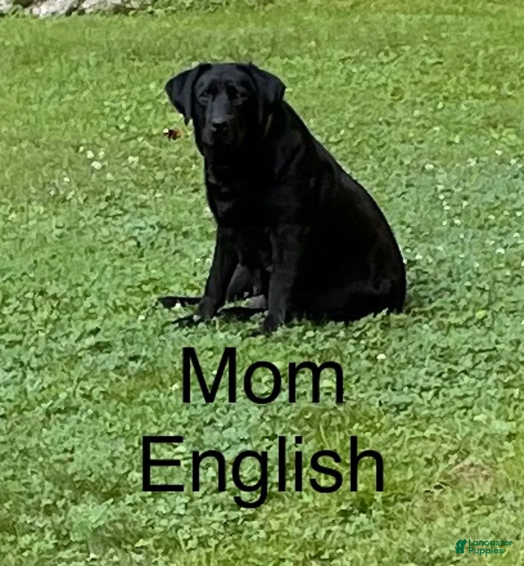 Labrador Retriever dogs for sale: Labrador Retriever 4 - Ad 2
