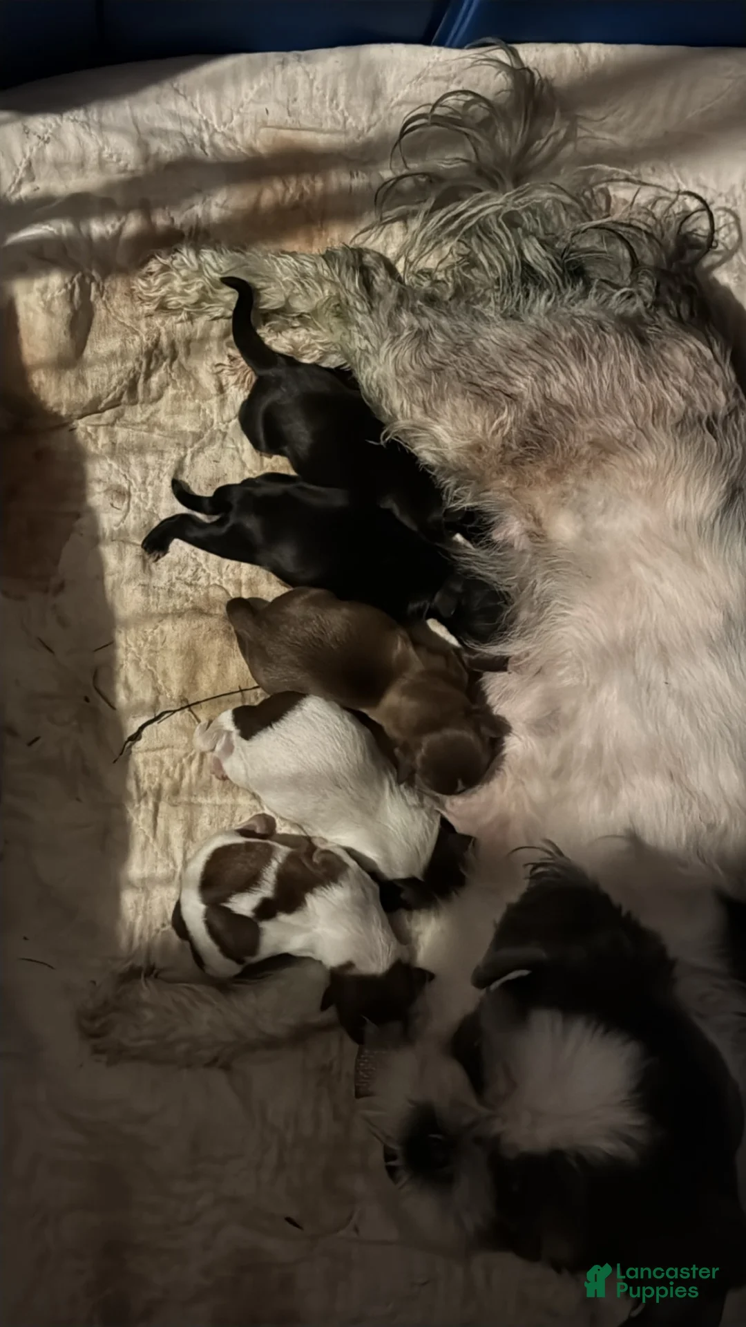 Shih Tzu dogs for sale: Shih Tzu 4 - Ad 6