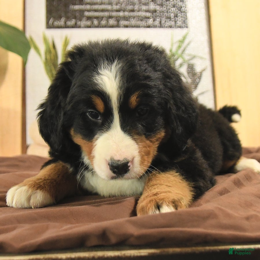 Bernedoodle dogs Roxy - Ad 2