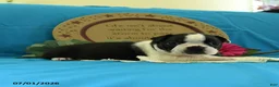 Boston Terrier dogs for sale: Viola - Ad 10