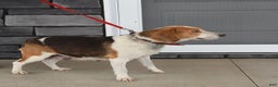 Beagle dogs for sale: Hugo - Ad 9