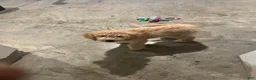 Goldendoodle dogs for sale: Goldendoodle Puppy 1 - Ad 2