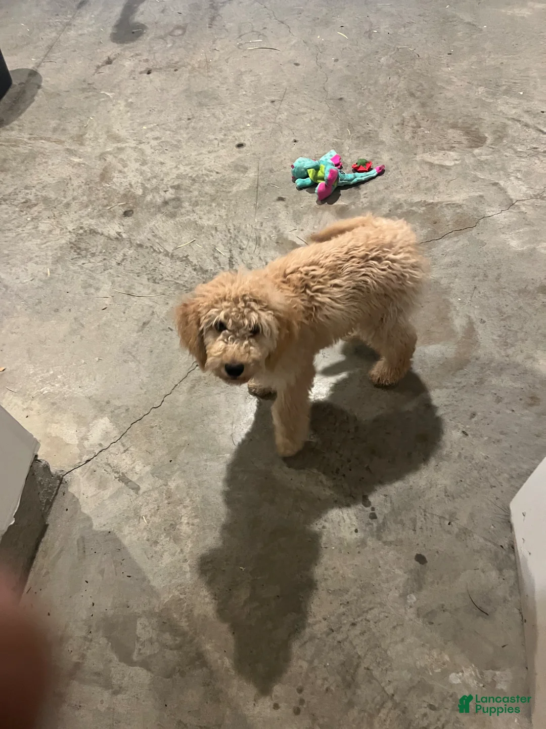 Goldendoodle dogs for sale: Goldendoodle Puppy 1 - Ad 2