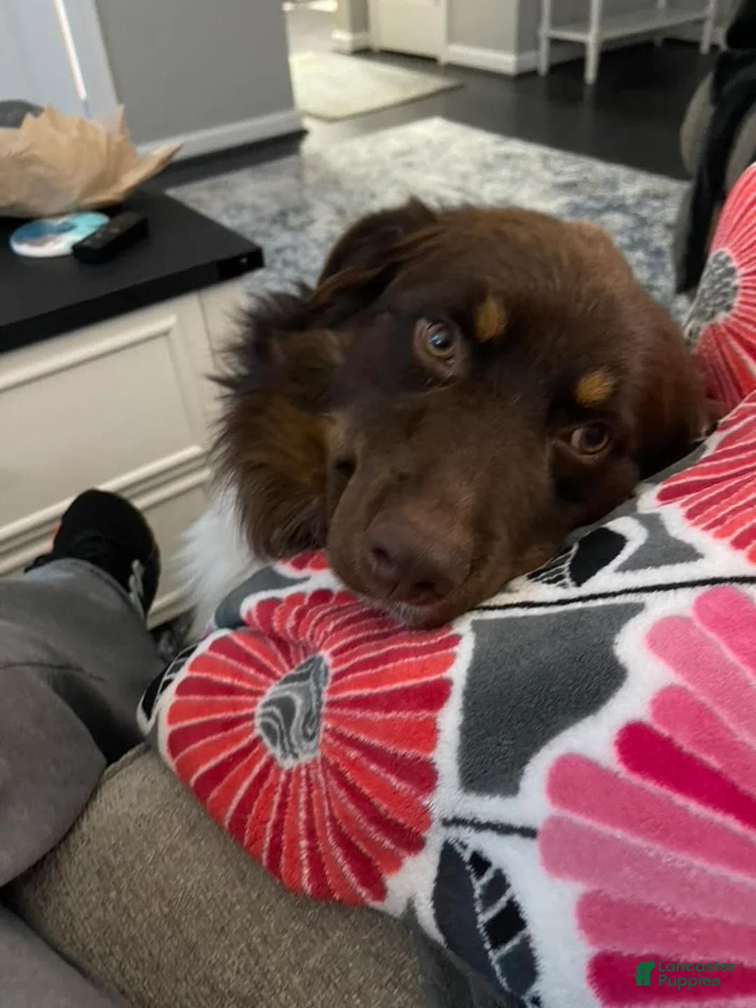 Gallery Image {{count}}