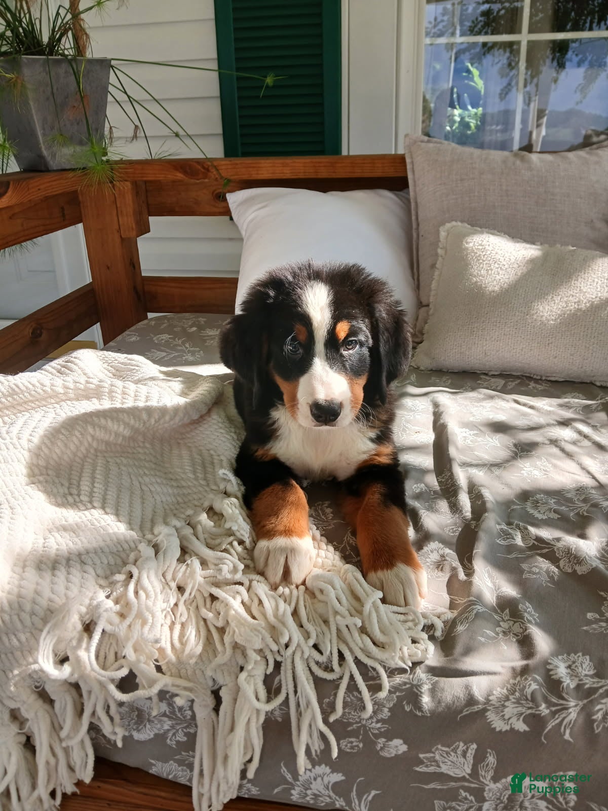 Bernese Mountain Dog dogs Anson - Ad 1