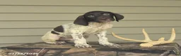 German Shorthaired Pointer dogs for sale: Duke - Ad 4