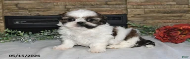 Tori