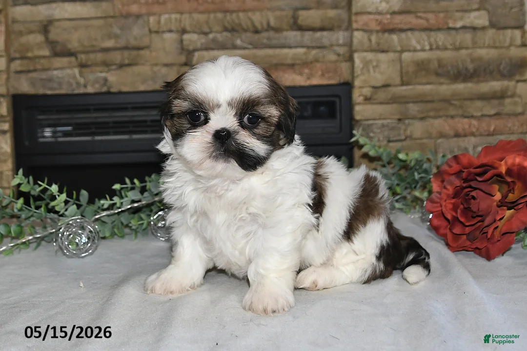 Shih Tzu dogs for sale: Tori - Ad 1