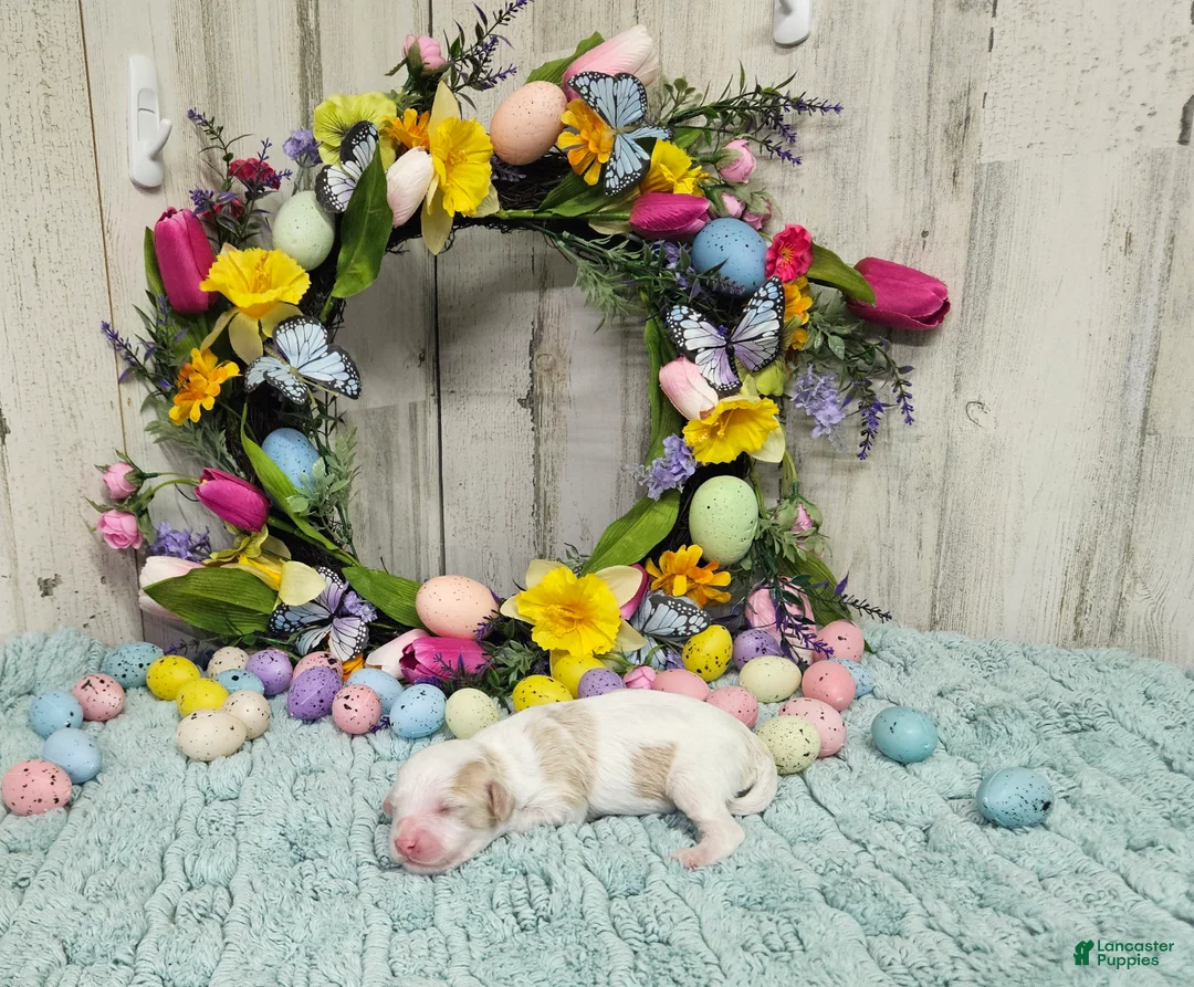 Cavapoo dogs for sale: F1 Honey - Ad 1