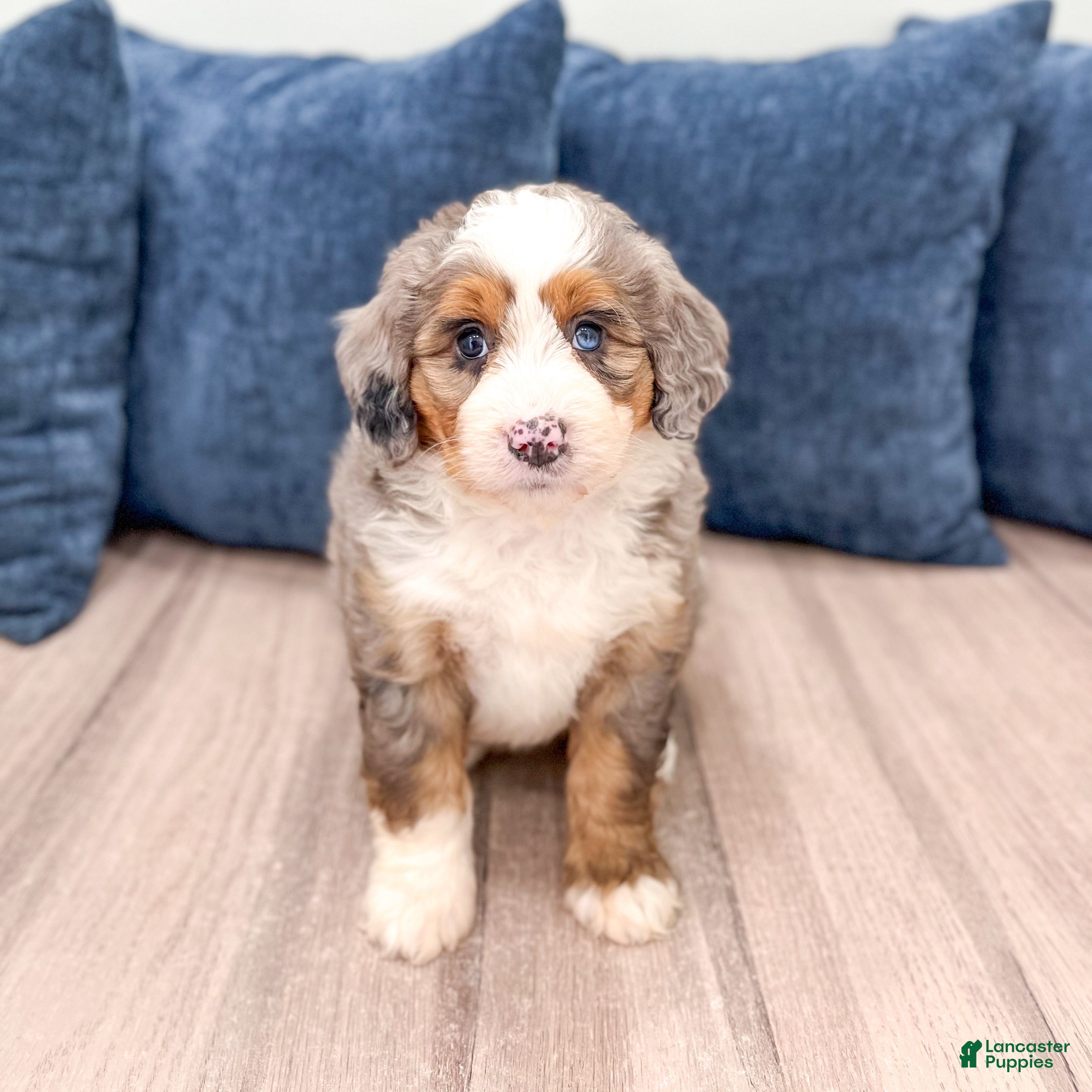 Mini Bernedoodle dogs Honey - Ad 2